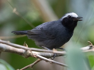  - White-browed Antbird