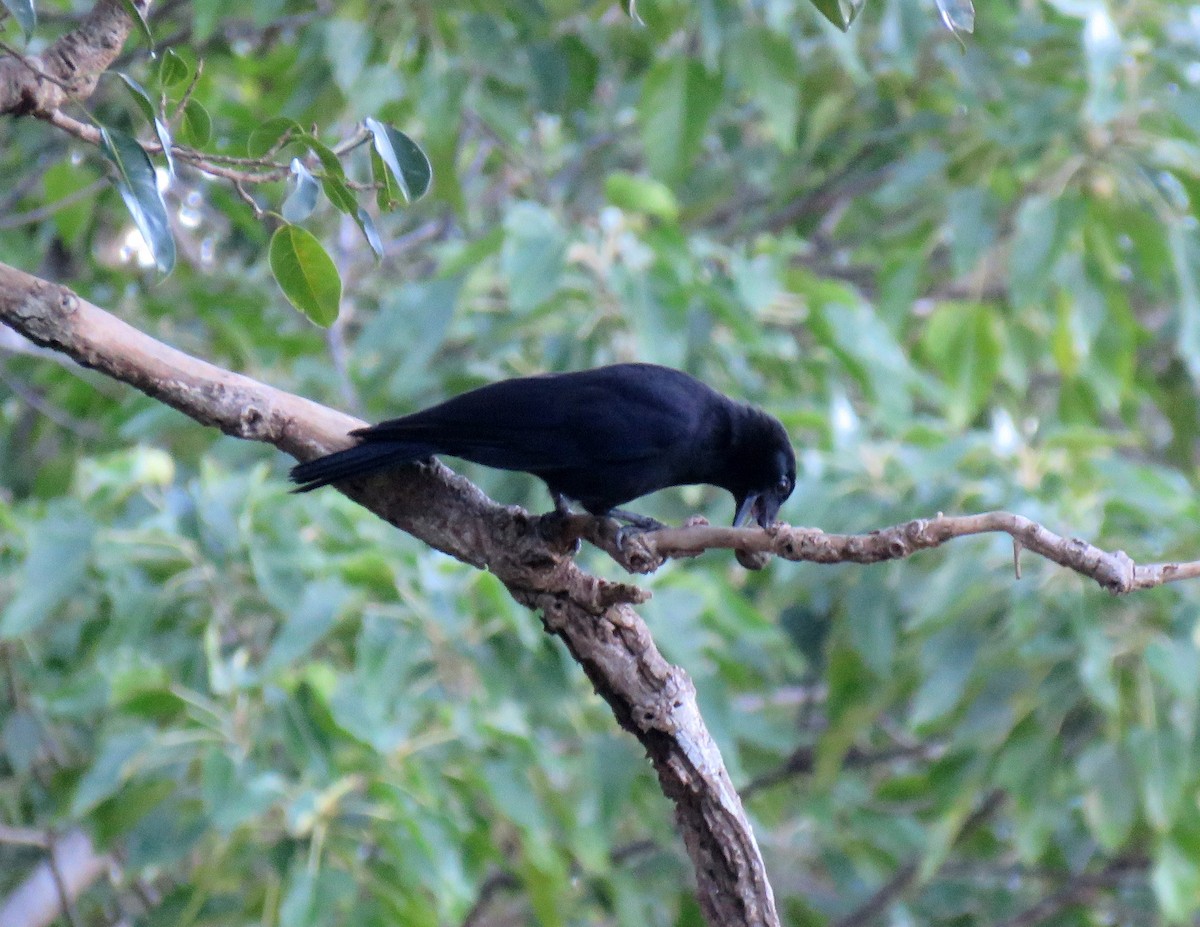 New Caledonian Crow - ML172735531