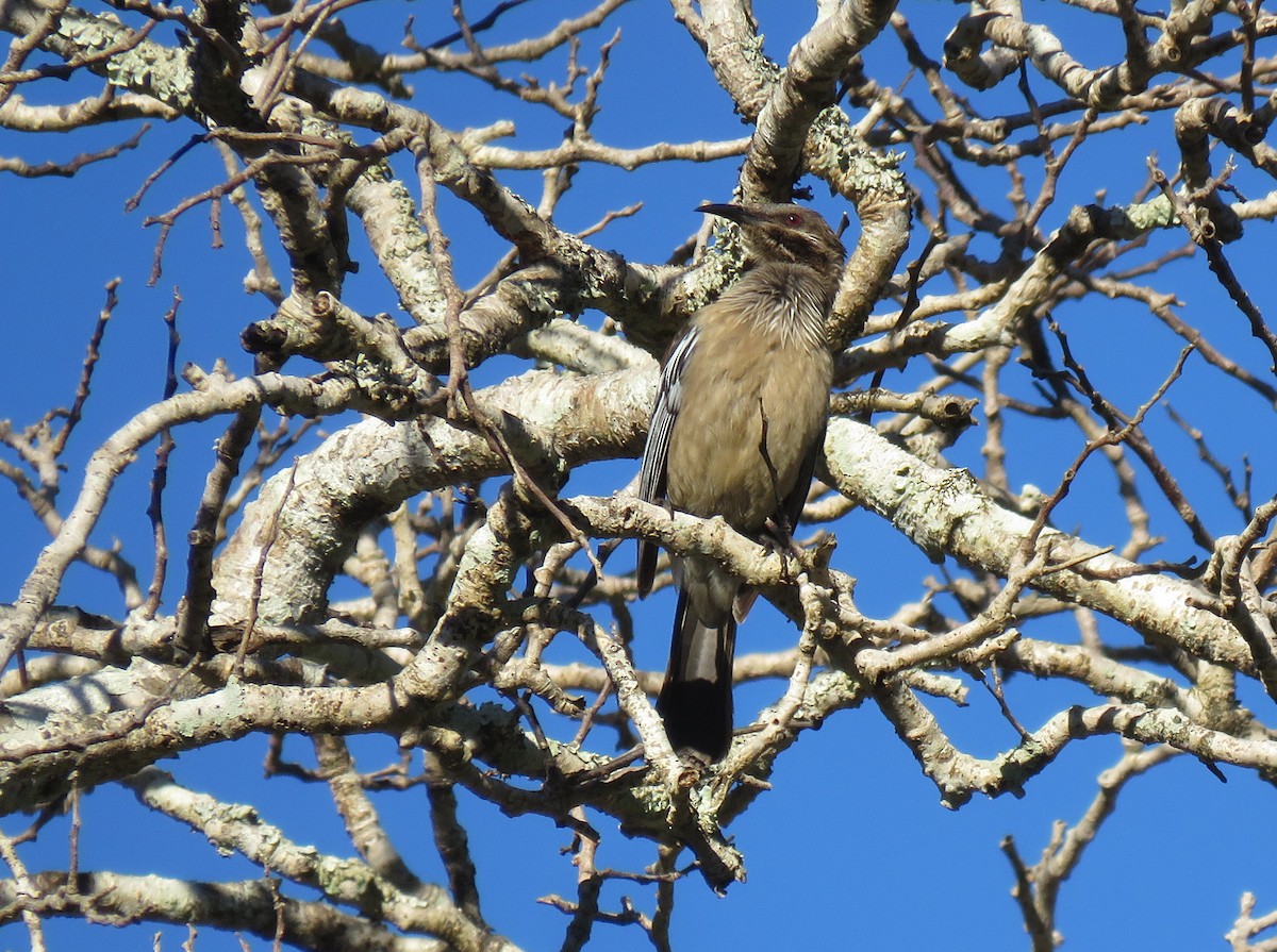 New Caledonian Friarbird - ML172737001