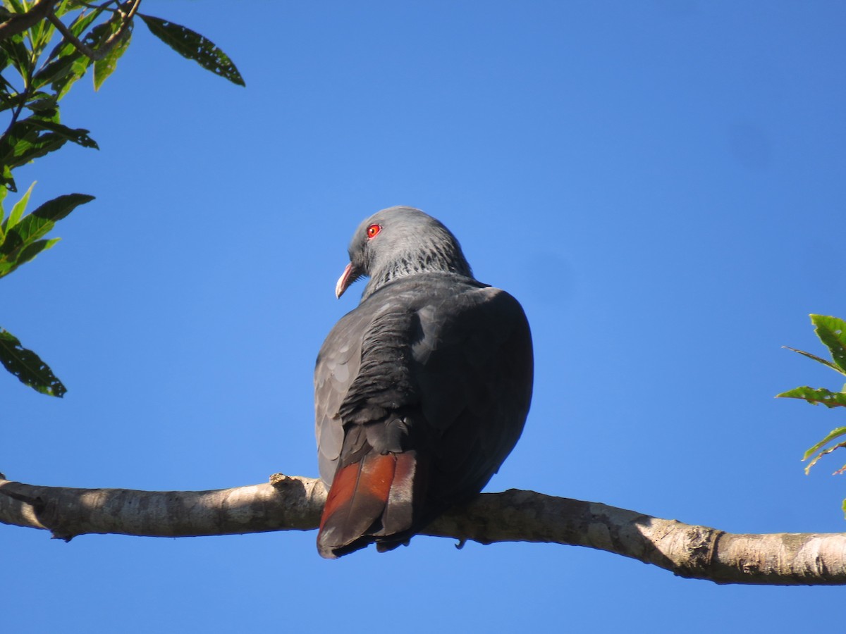 New Caledonian Imperial-Pigeon - ML172738021