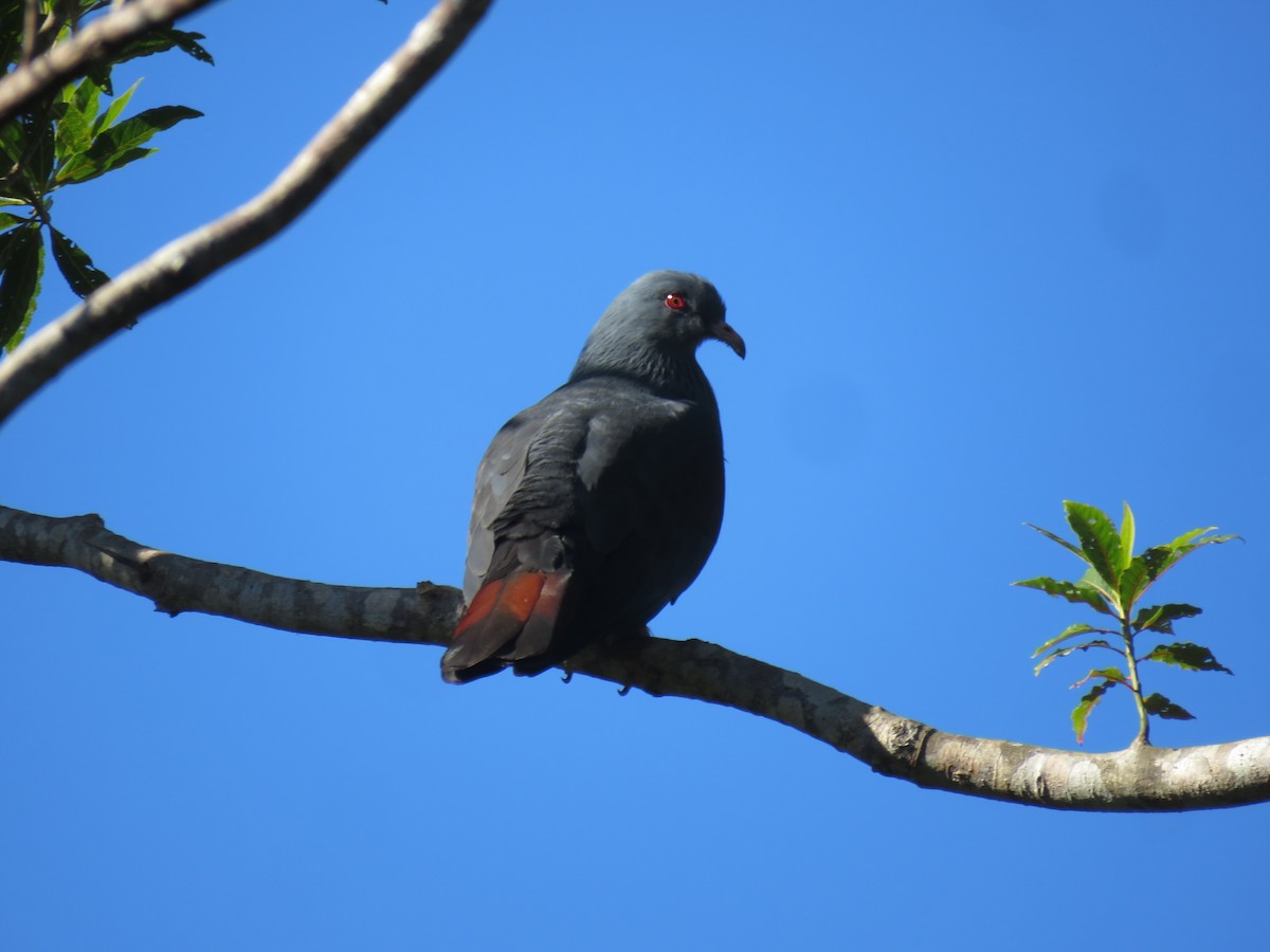 New Caledonian Imperial-Pigeon - ML172738091