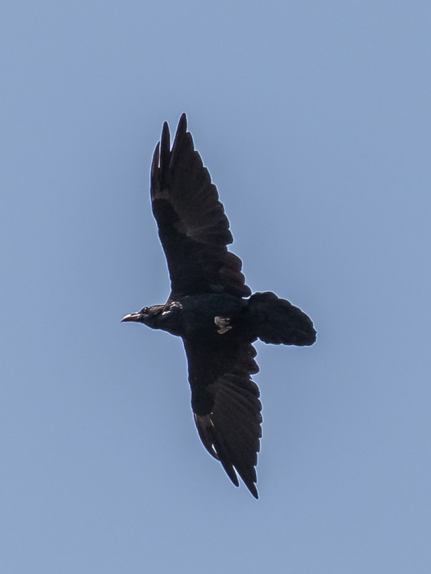 Common Raven - ML172738201