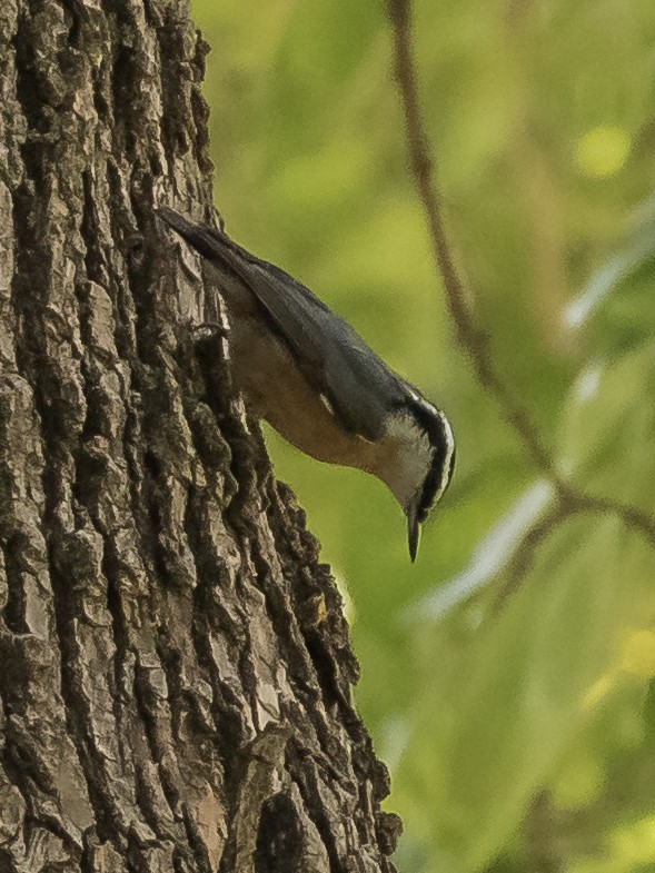 Red-breasted Nuthatch - ML172738381