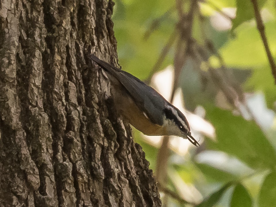 Red-breasted Nuthatch - ML172738401