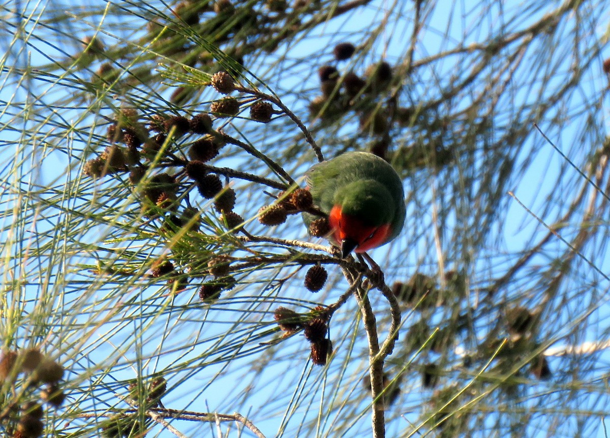 Red-throated Parrotfinch - Simon RB Thompson
