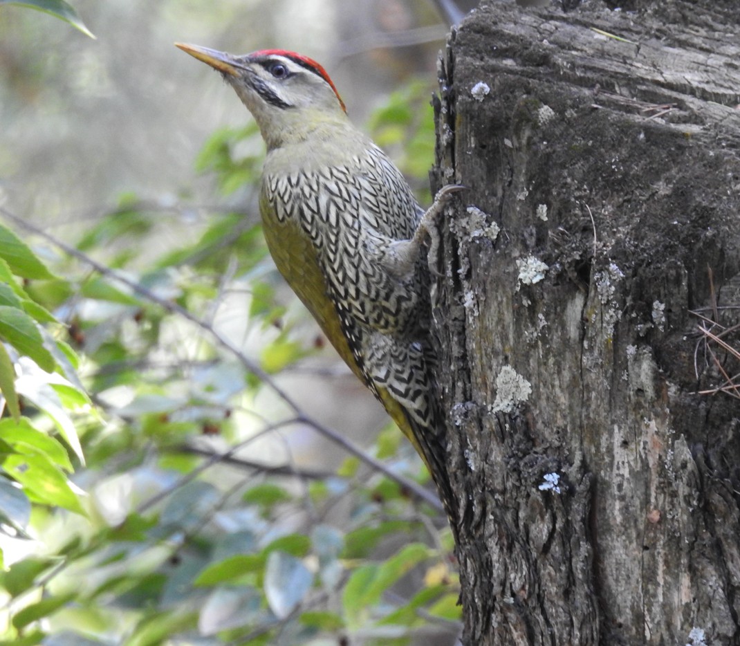 Scaly-bellied Woodpecker - Sahana M