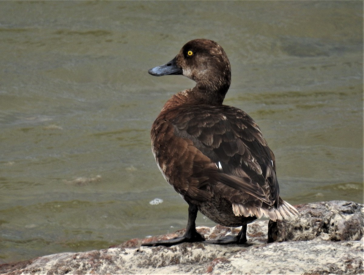 Greater Scaup - Bob Saunders