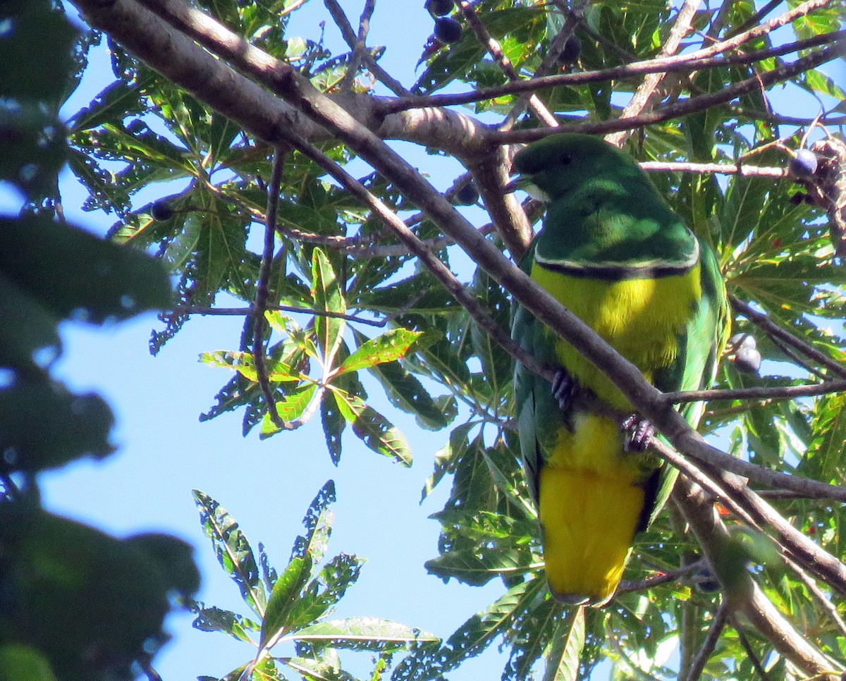Cloven-feathered Dove - ML172740081