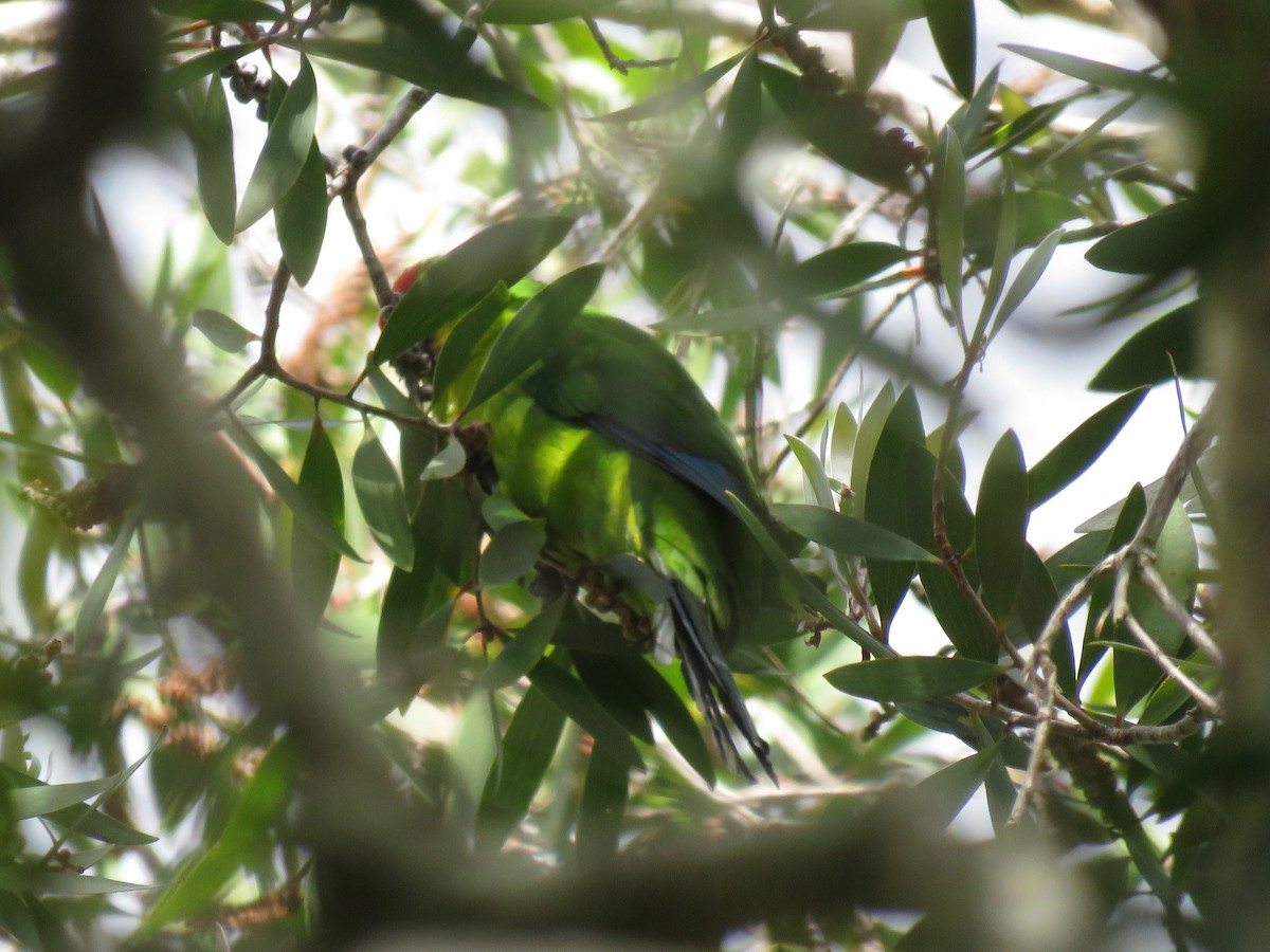 New Caledonian Parakeet - ML172741671