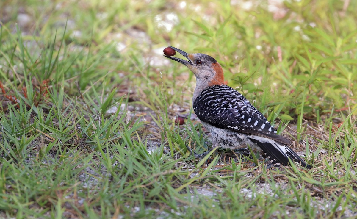 Red-bellied Woodpecker - ML172741911