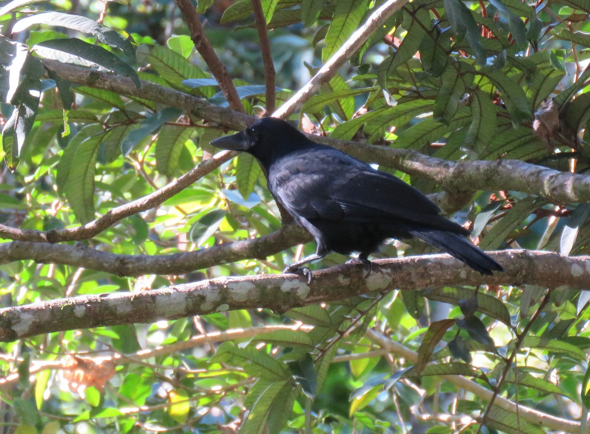 New Caledonian Crow - ML172742821