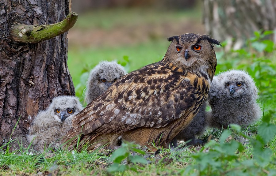 Eurasian Eagle-Owl - Paul Cools