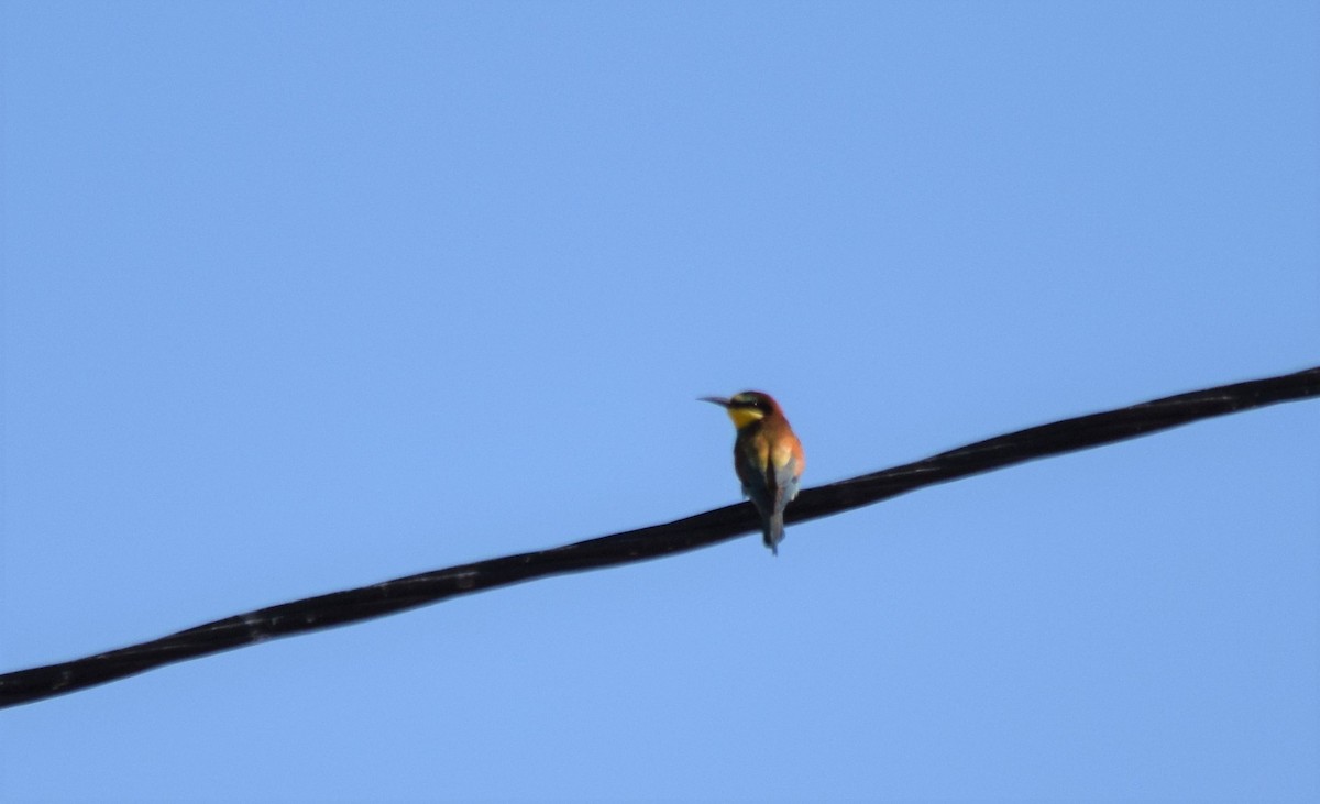 European Bee-eater - ML172744061