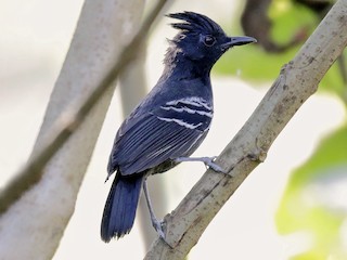  - White-lined Antbird