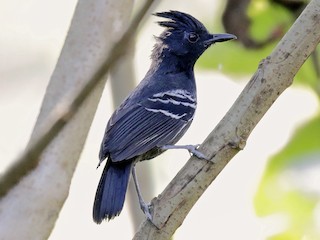 Male - Héctor Bottai - ML172746011