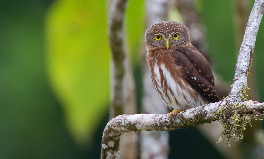 Central American Pygmy-Owl - ML172746431