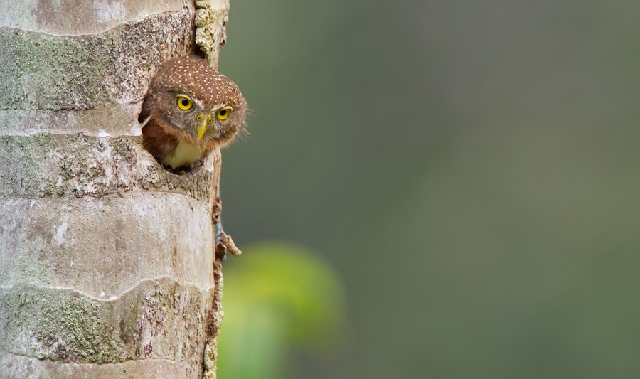 Central American Pygmy-Owl - ML172746441