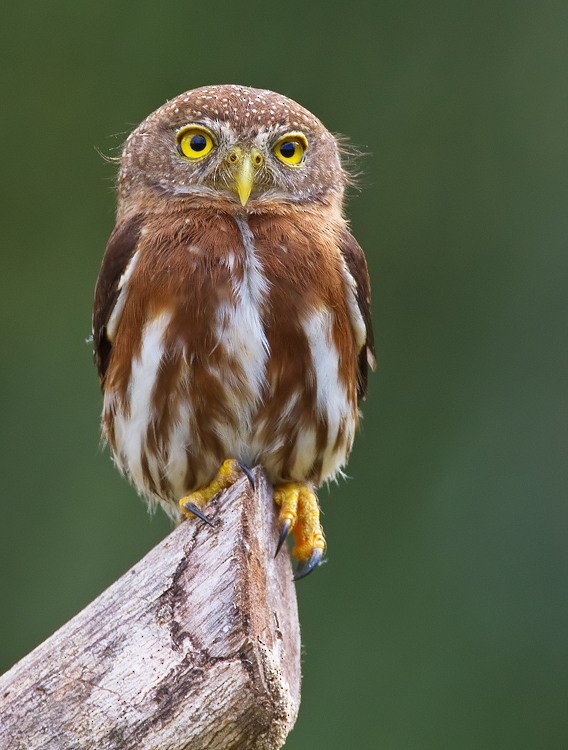 Central American Pygmy-Owl - ML172746451