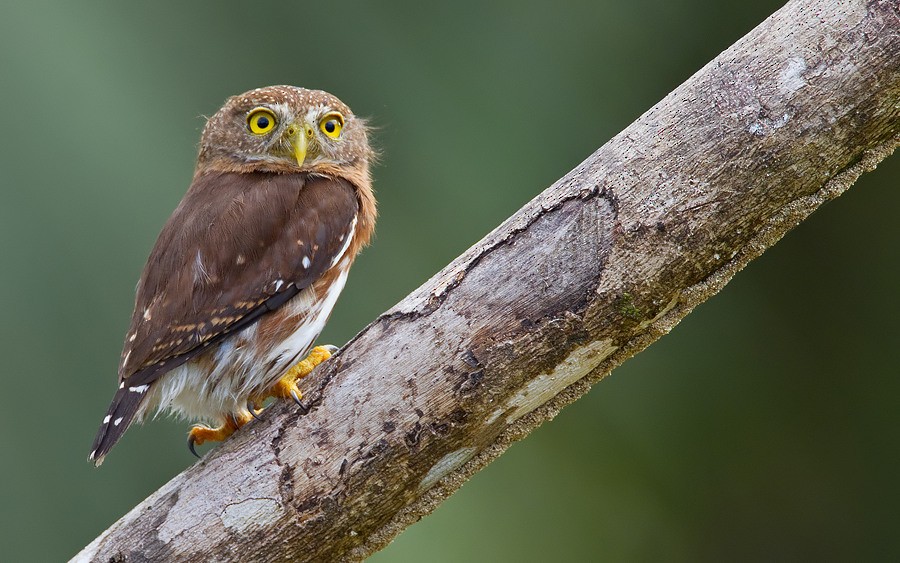 Central American Pygmy-Owl - Paul Cools