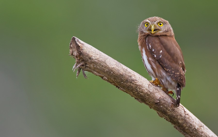 Central American Pygmy-Owl - ML172746481