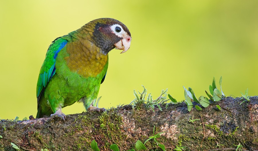 Brown-hooded Parrot - Paul Cools