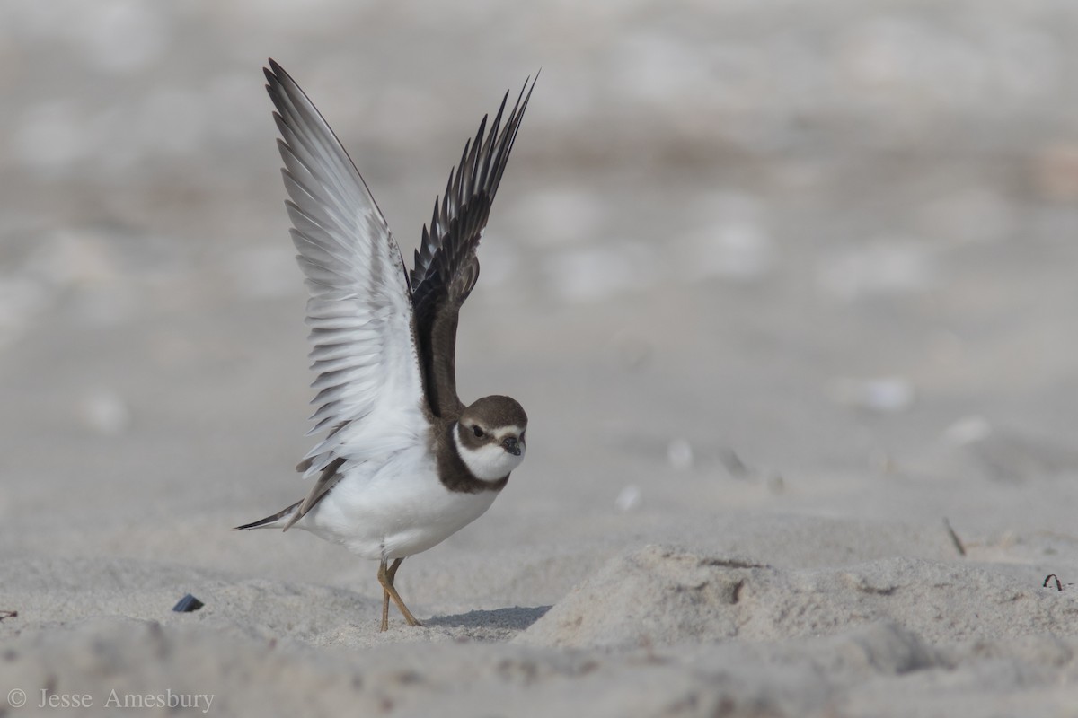 Semipalmated Plover - ML172747261
