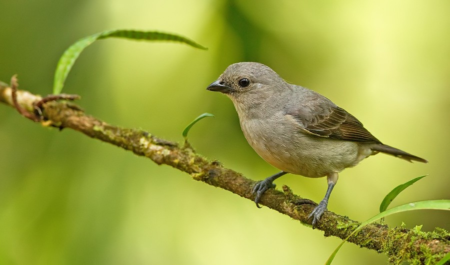 Plain-colored Tanager - ML172748041