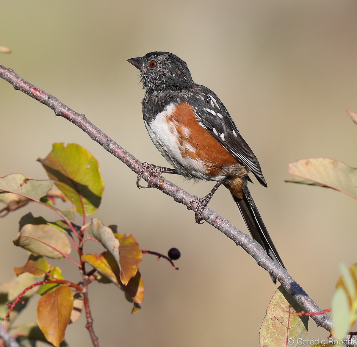 Spotted Towhee - ML172748741