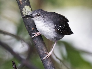 Hormiguero Trepador - eBird