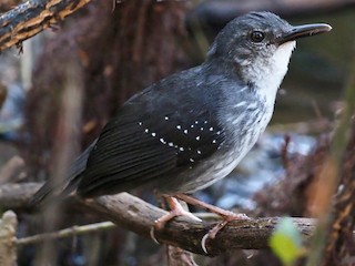  - Silvered Antbird