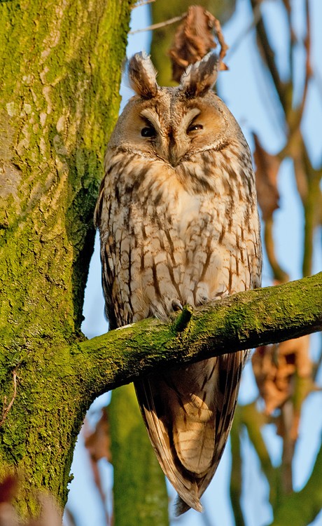 Long-eared Owl - ML172749401