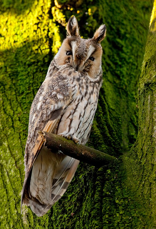 Long-eared Owl - ML172749411