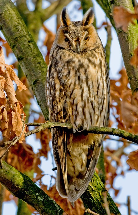 Long-eared Owl - ML172749421