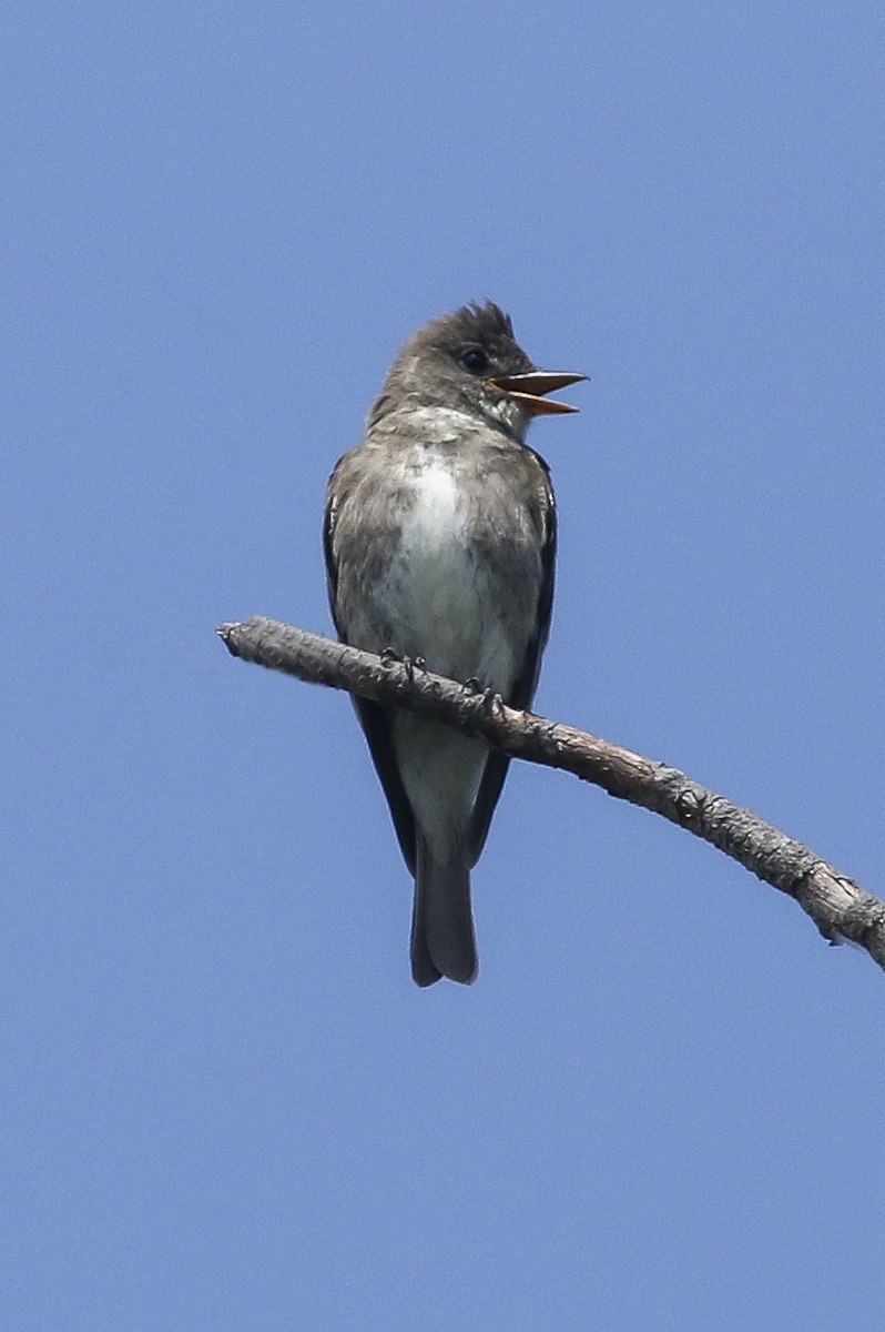 Olive-sided Flycatcher - Charmaine Anderson