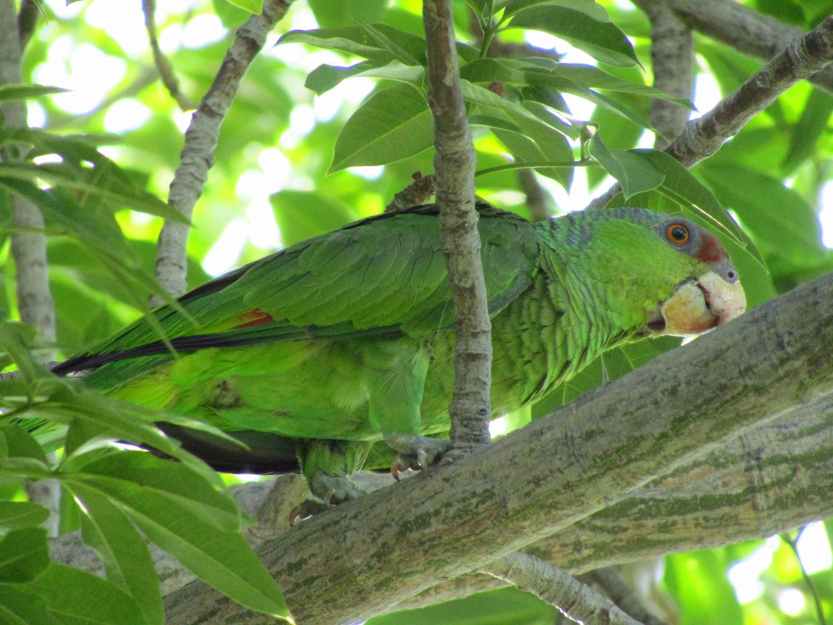 Lilac-crowned Parrot - ML172750641