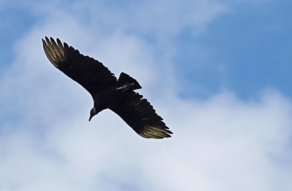 Black Vulture - ML172755981