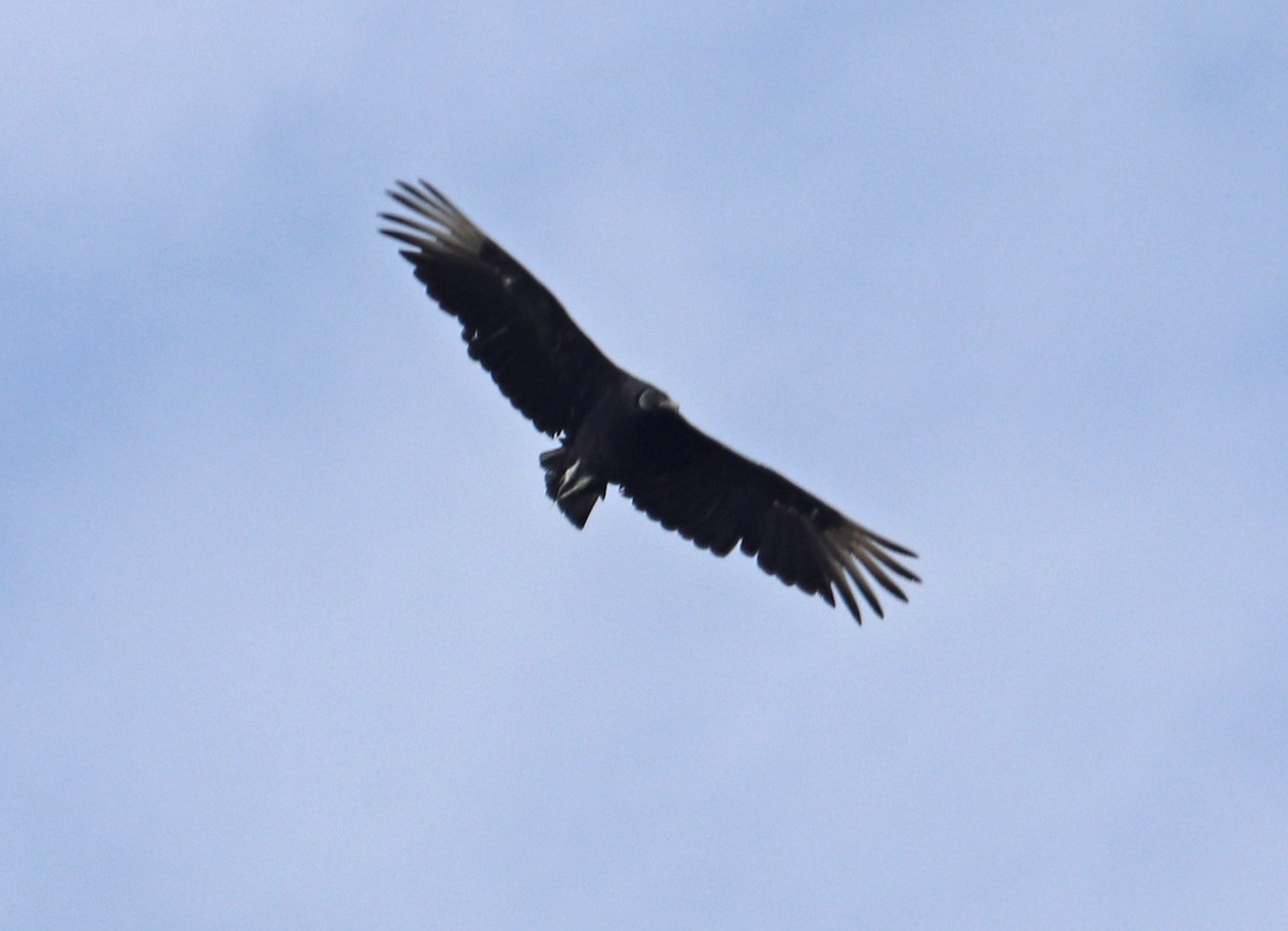 Black Vulture - ML172756001