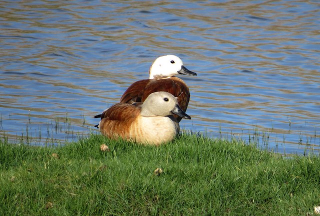 Definitive Basic or Definitive Alternate male South African Shelduck (front) with female. - South African Shelduck - 