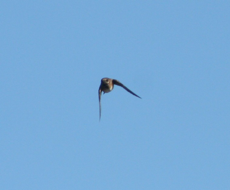 Cliff/Cave Swallow - ML172761291