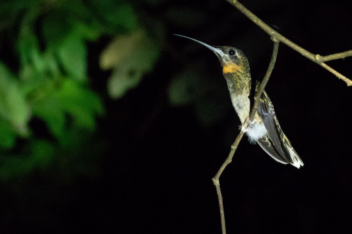 Pale-tailed Barbthroat - ML172767171