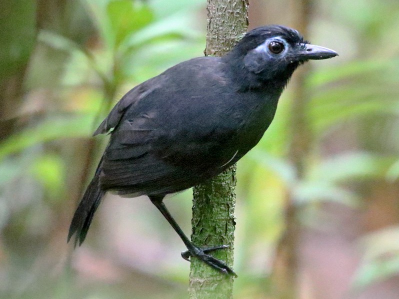 Sooty Antbird - Charley Hesse TROPICAL BIRDING