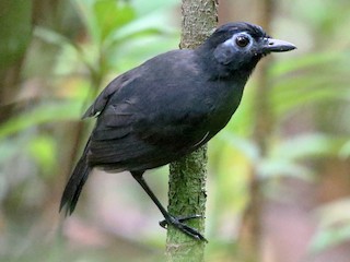  - Sooty Antbird