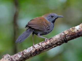  - Black-throated Antbird