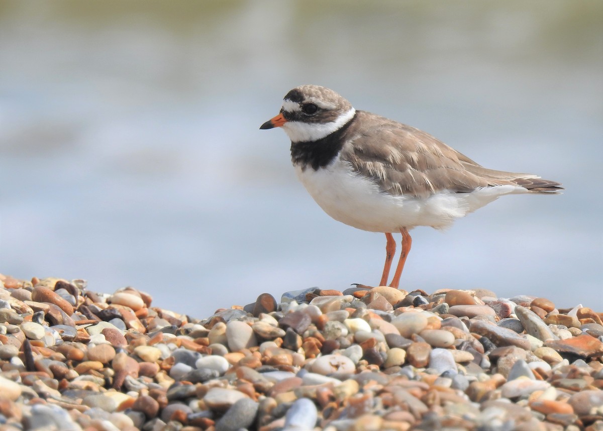 Common Ringed Plover - ML172772431