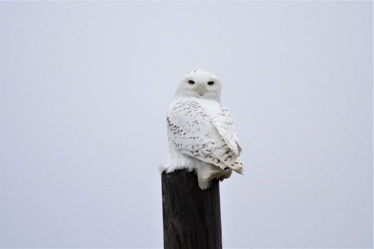 Snowy Owl - Anya Auerbach