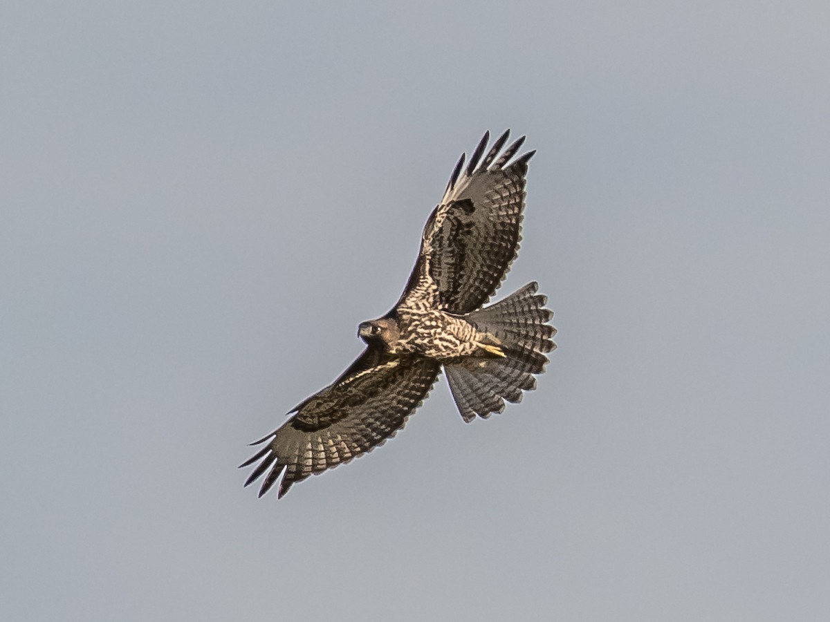 Red-tailed Hawk - Chris Dennard