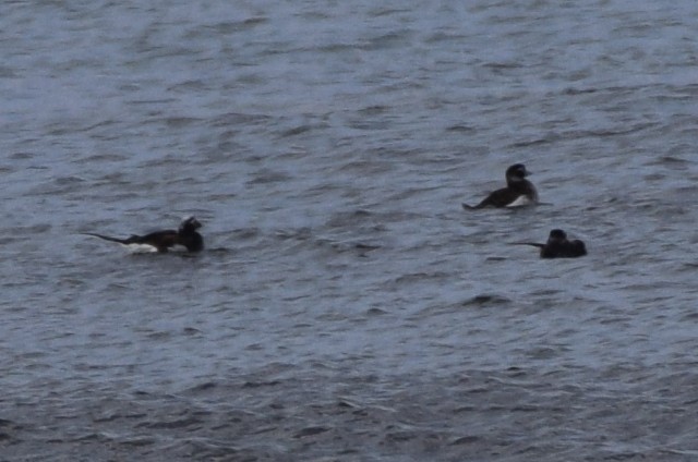 Long-tailed Duck - ML172776011