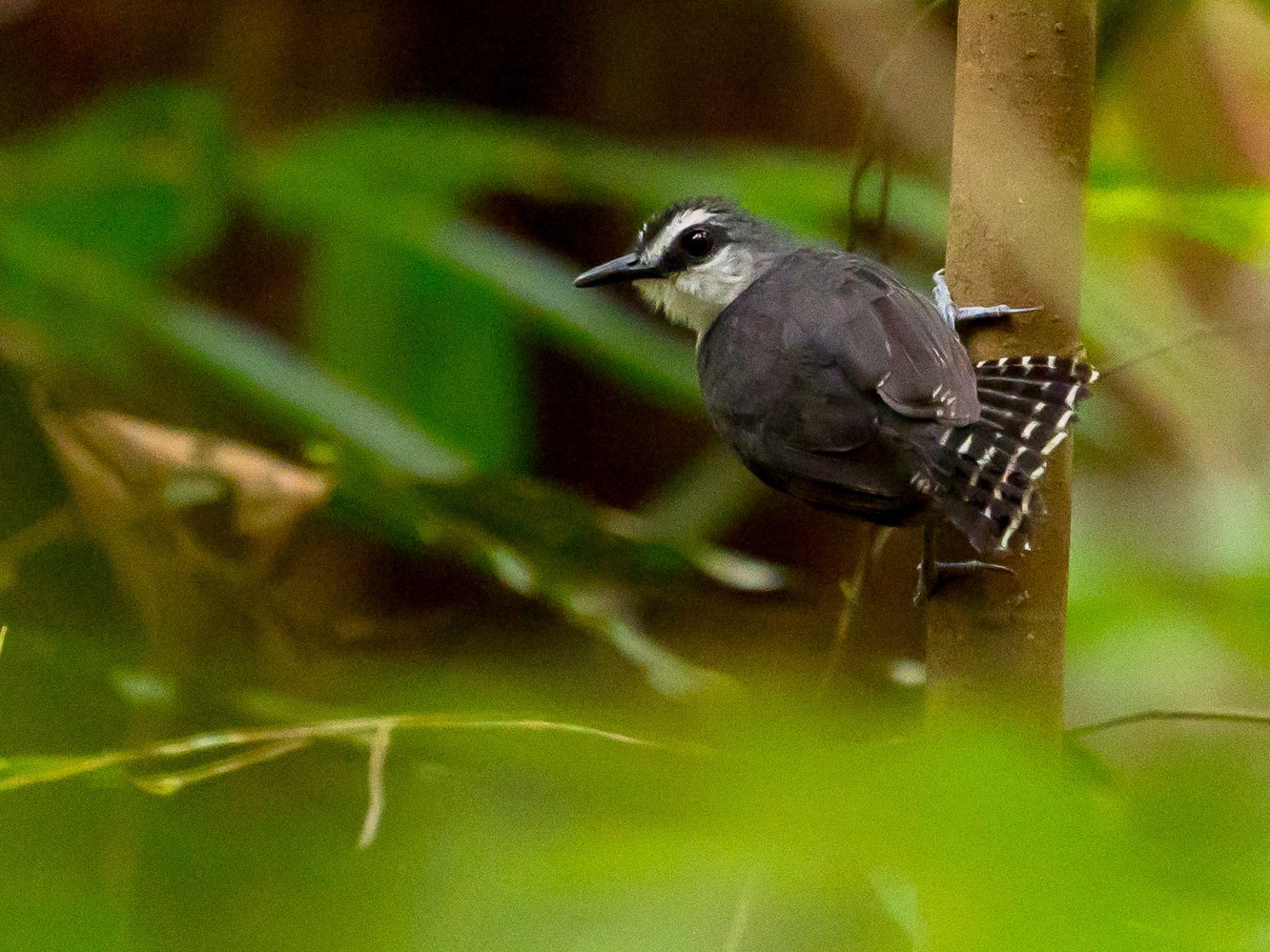 White-throated Antbird - Joao Quental JQuental