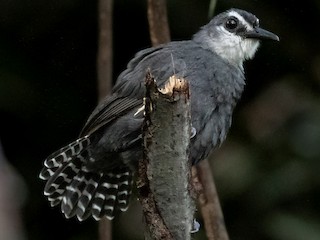  - White-throated Antbird