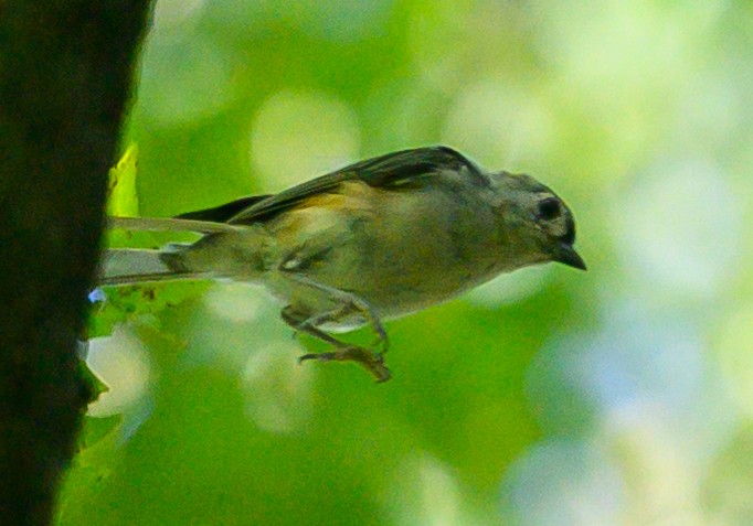 Tufted Titmouse - Norman Soskel